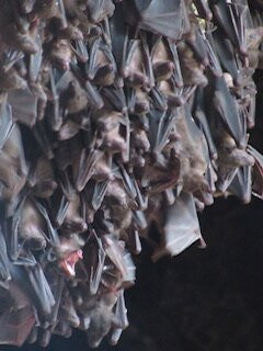 Bali and Car - Rent a car with driver-Dangin Puri必去景点