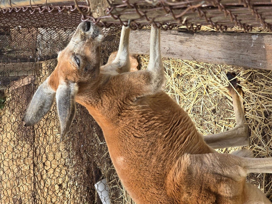 Greenough Wildlife & Bird Park-Greenough必去景点