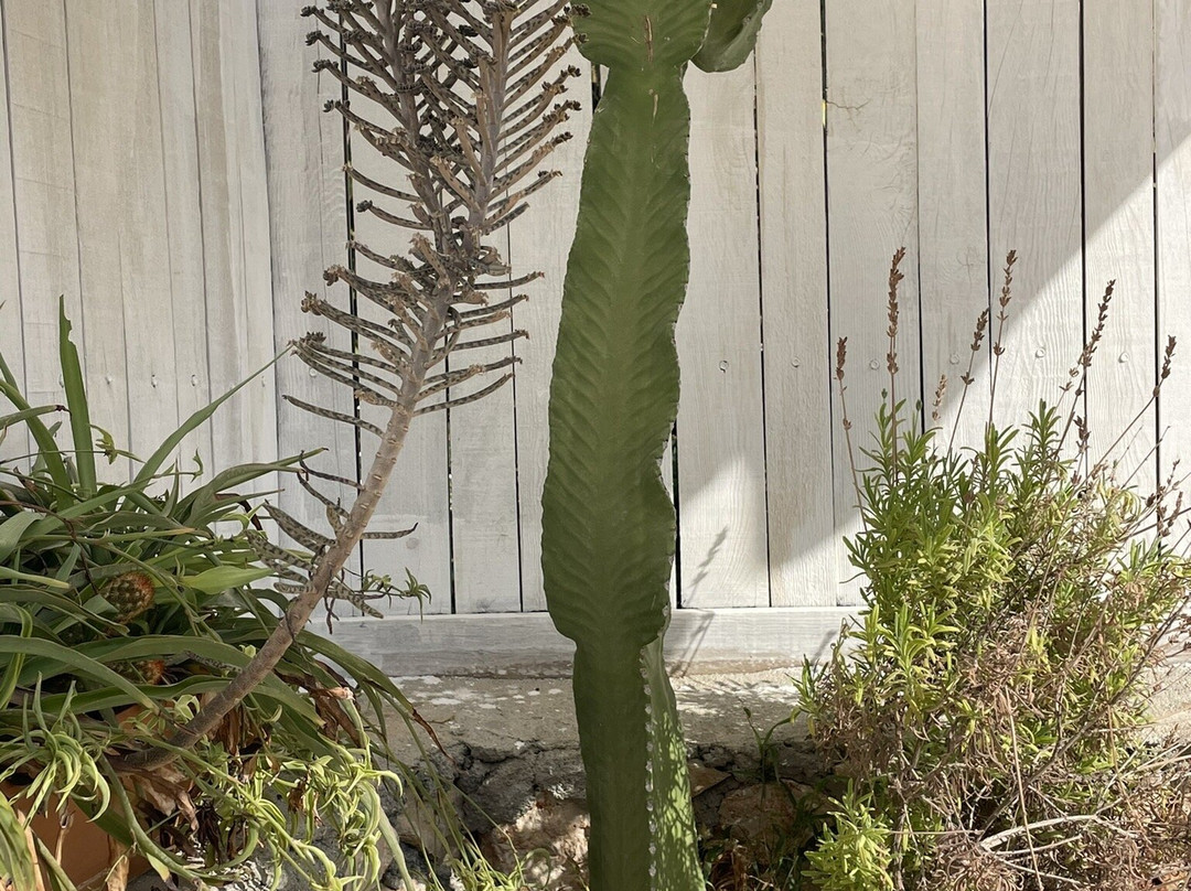 Flower Pension主图