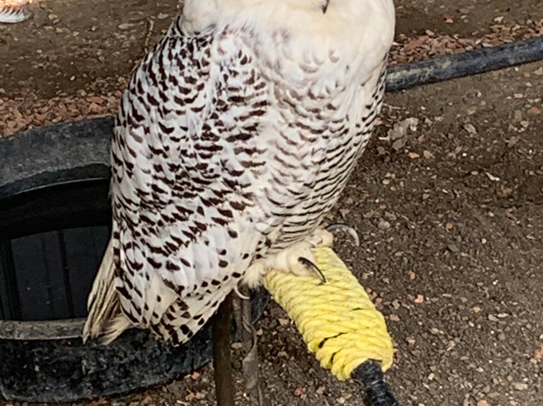 Alberta Birds of Prey Visitor's Centre-Coaldale必去景点