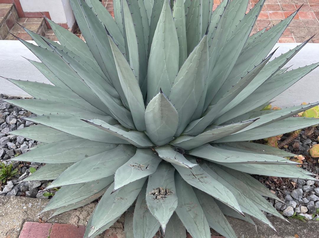 Passadhi Ayurveda & Yoga Retreat主图