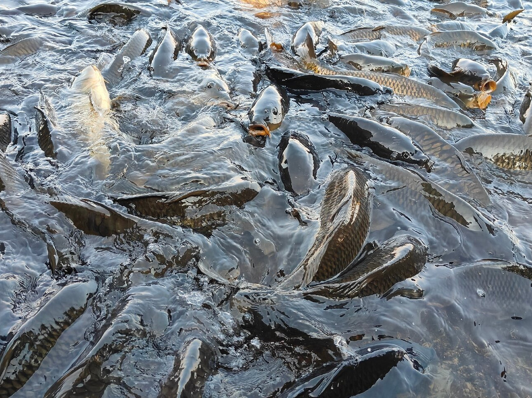 Mansar Lake-Mansar必去景点