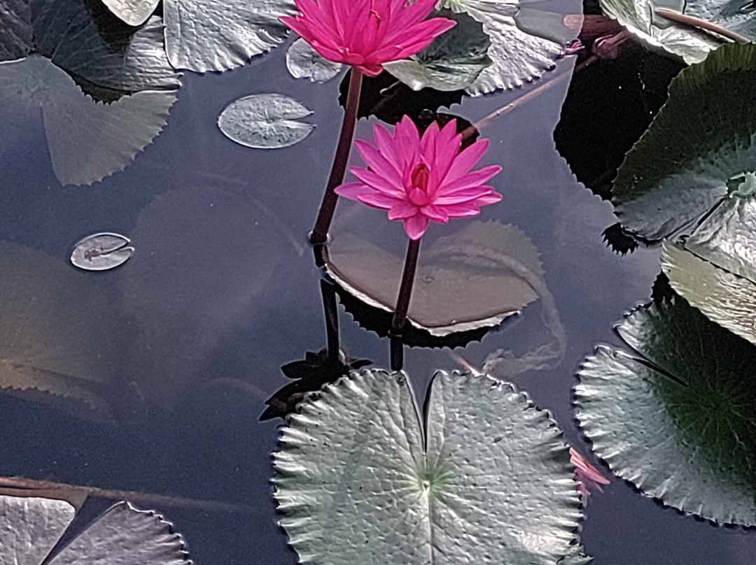 Matsya Island Retreat主图