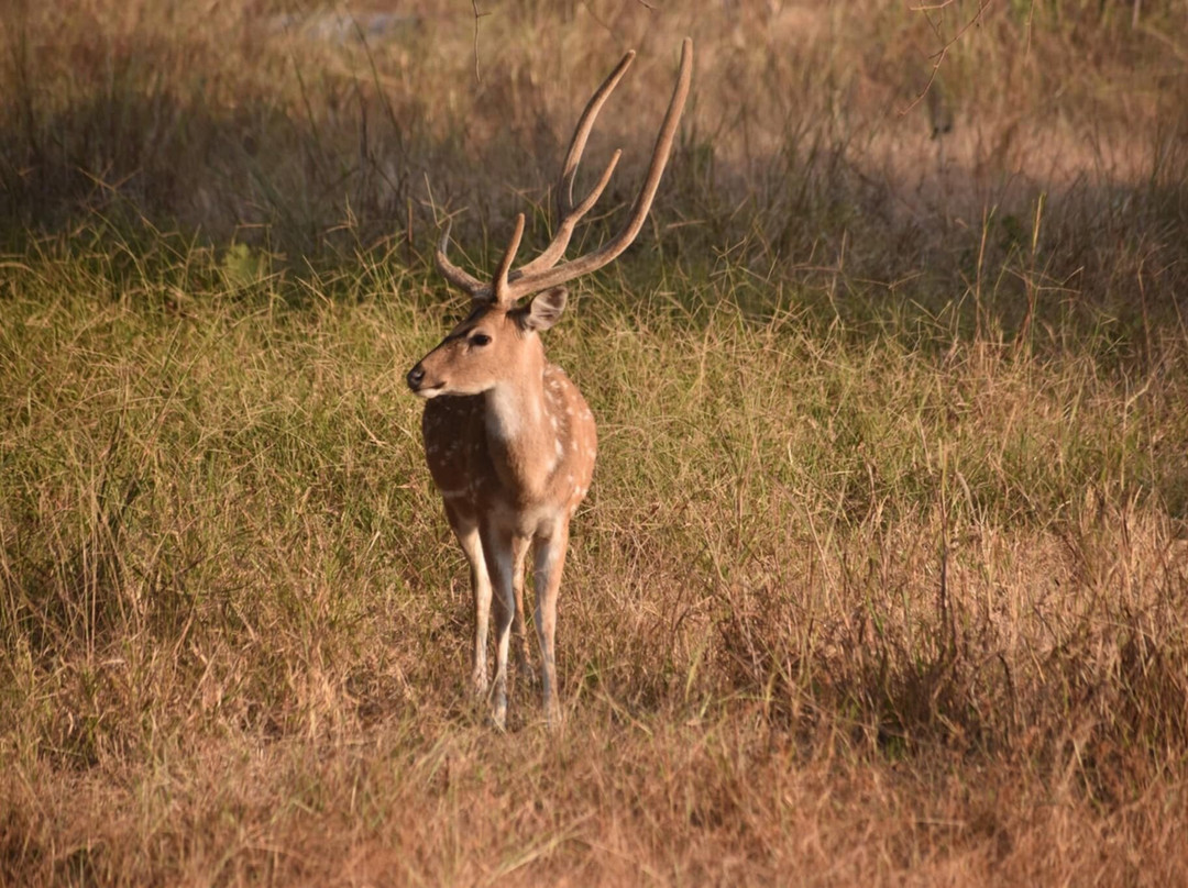 Pench Tiger Reserve景点图片