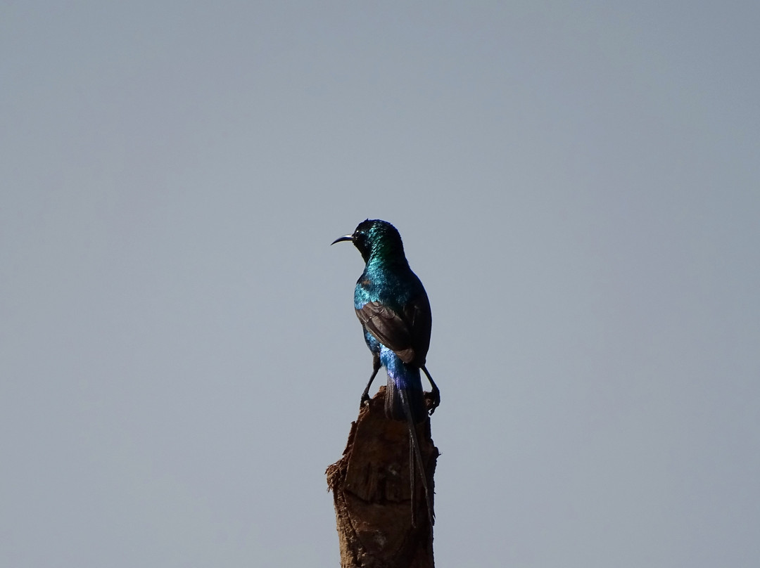 Gambia Birding Tours景点图片