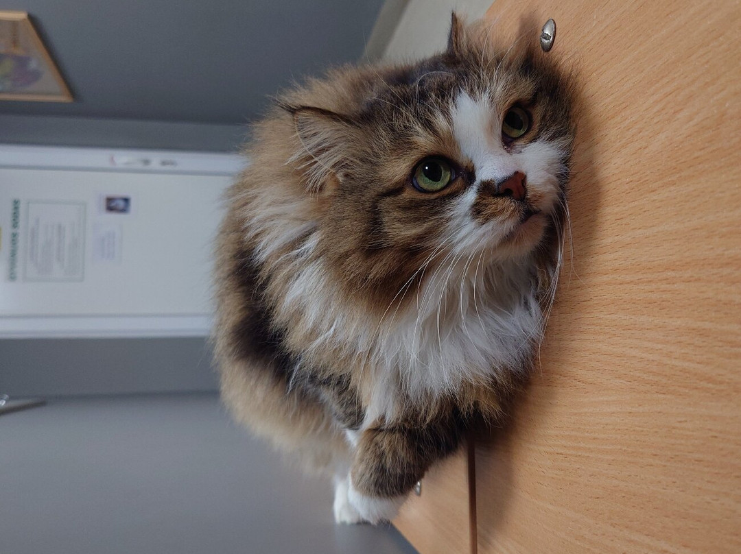 The Cat Museum-希奥利艾必去景点