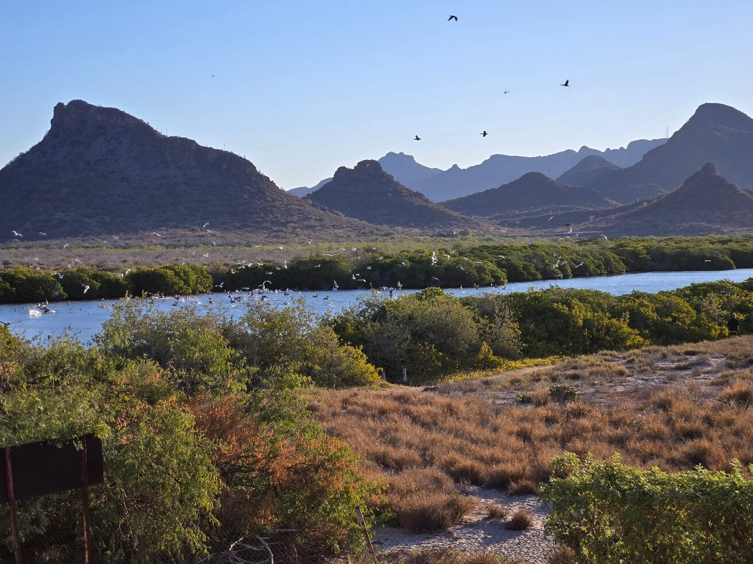 Estero el Soldado, Área Natural Protegida景点图片