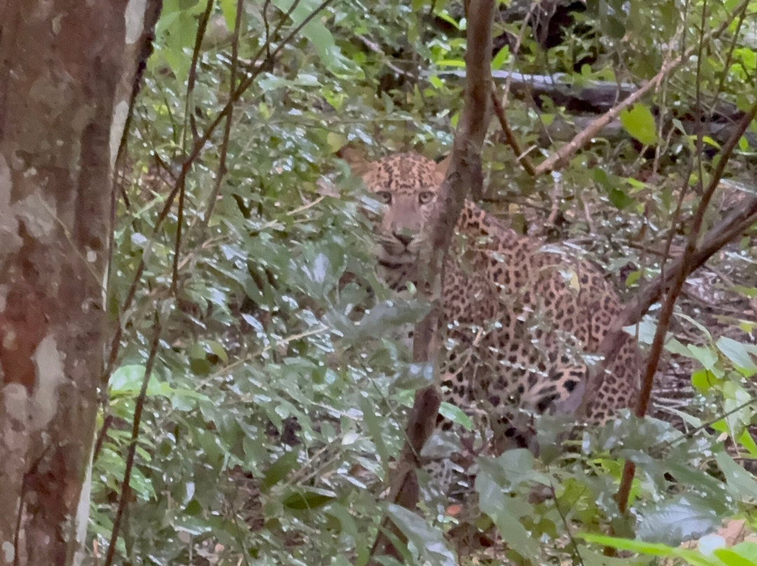 Wilpattu Megha Safari-阿努拉德普勒圣城必去景点