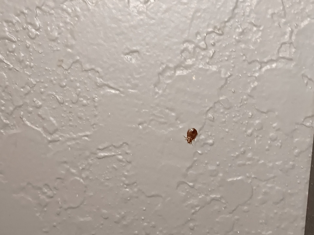 Baymont By Wyndham Brooklyn Center主图