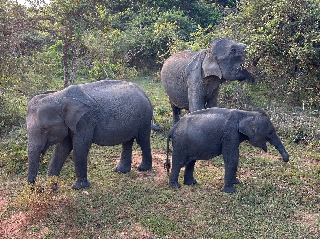 At Ease Sri Lanka - Tours & Transport-Dodanduwa必去景点