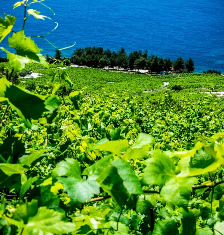 Boutique Winery Vicelić-Pijavicino必去景点