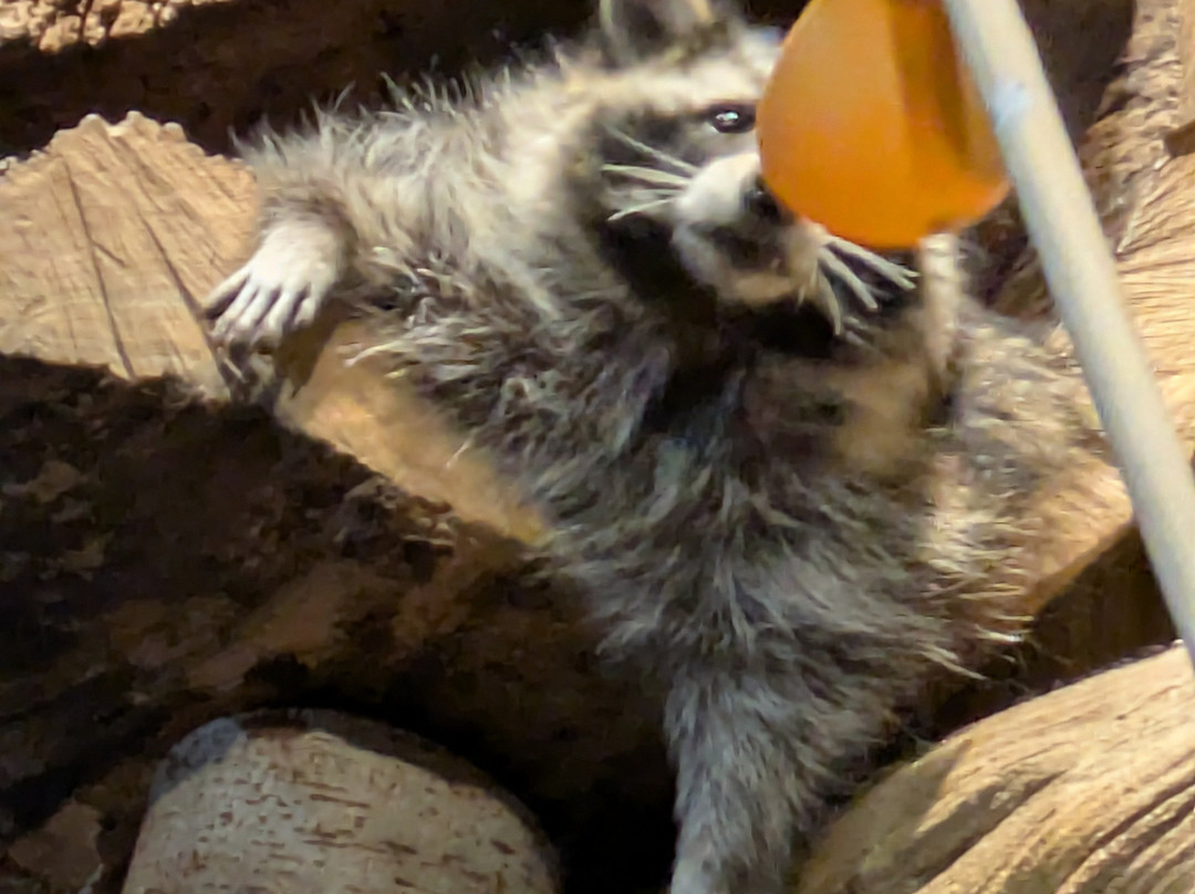 Zoolung Zoolung - Hanam-河南市必去景点