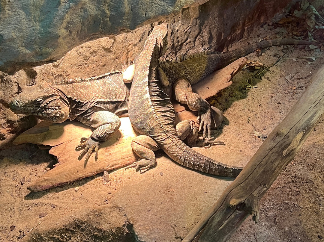 Stare Zoo Poznan-波兹南必去景点