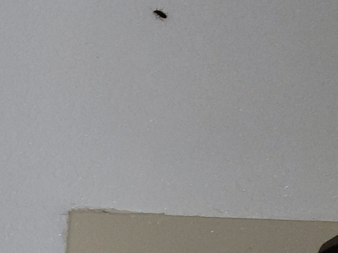 贝斯特韦斯特奥克布鲁克酒店主图