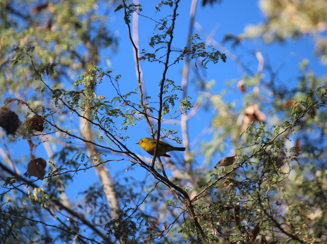Lugares Pajarosos Birding Expeditions-拉巴斯必去景点