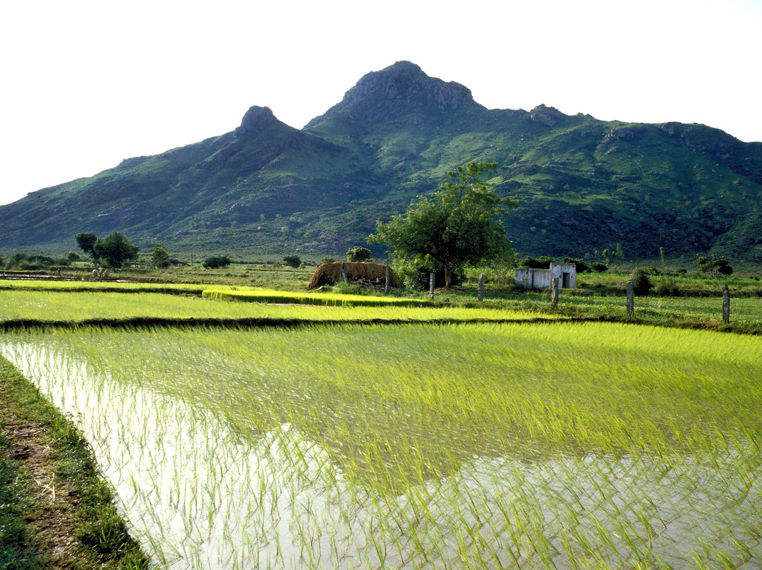 Arunachala Mountain景点图片