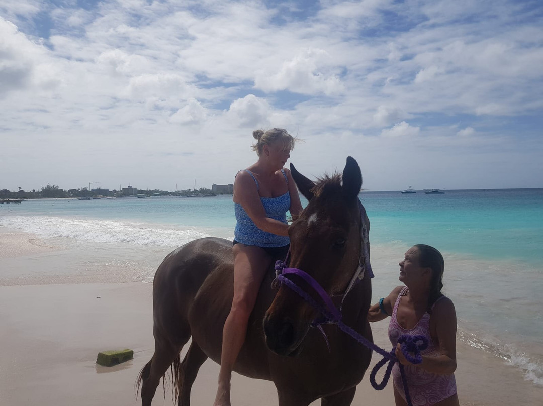 Sunflower Stables Barbados