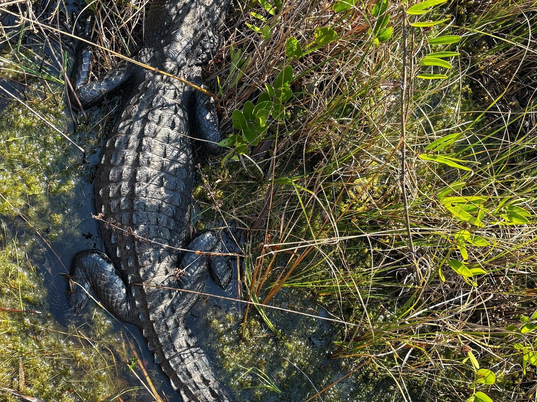 Okefenokee National Wildlife Refuge-Folkston必去景点