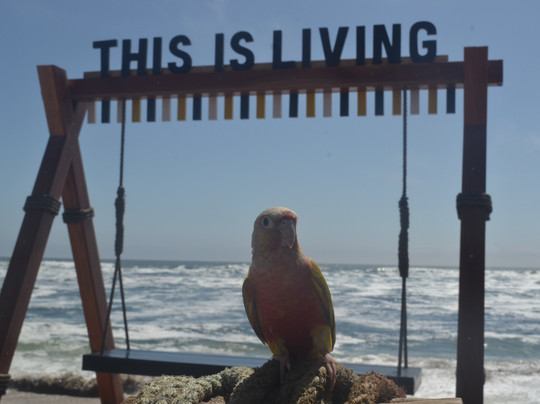 Paparazzi Namib Trails & Safaris-斯瓦科普蒙德必去景点