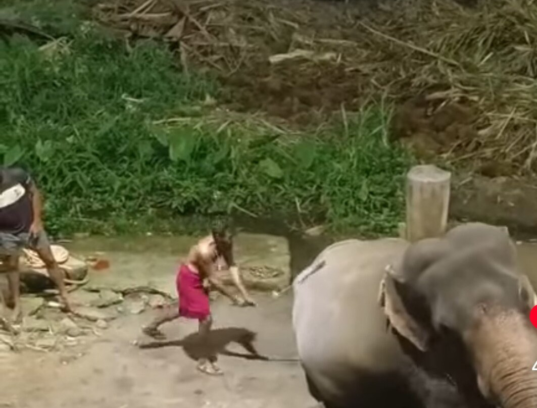 Elephant Camp Sanctuary景点图片