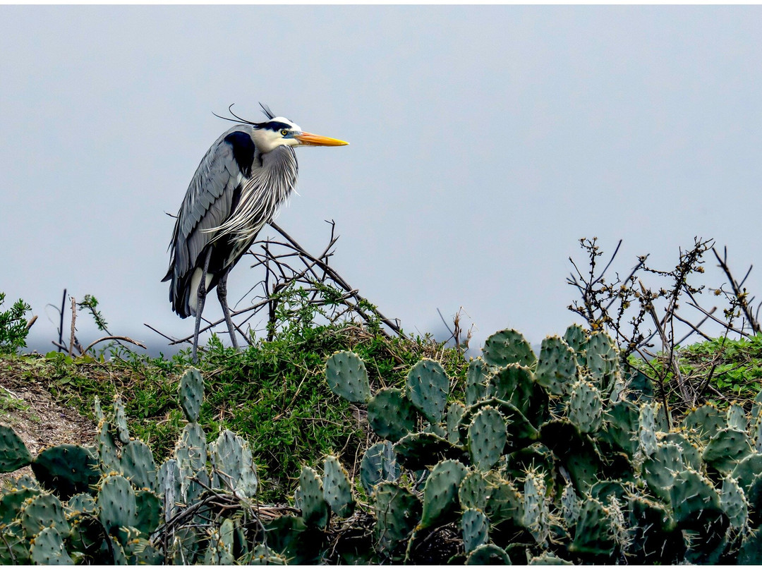 Aransas Bay Birding Charters-罗克波特必去景点