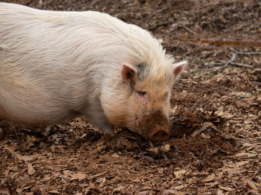 Tiger Creek Animal Sanctuary-泰勒必去景点