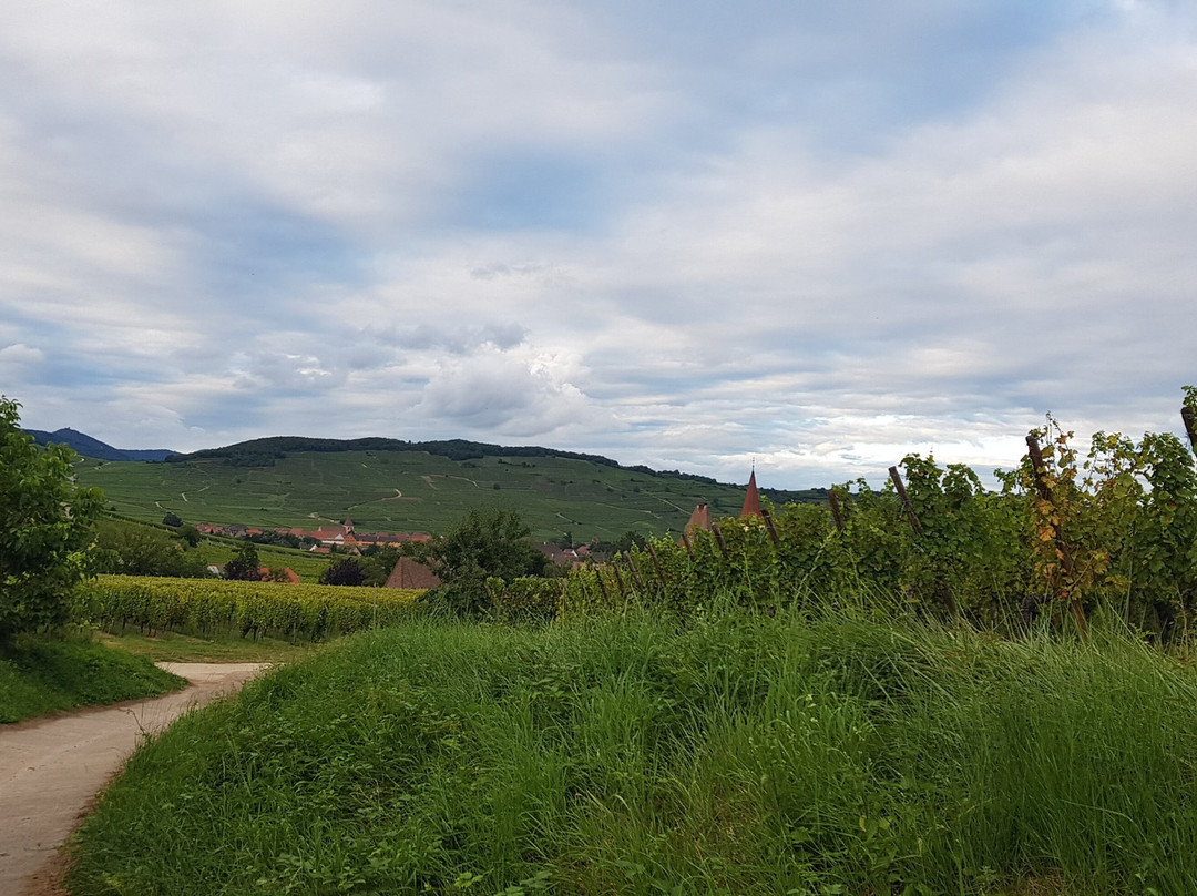 Domaine Marcel Freyburger景点图片