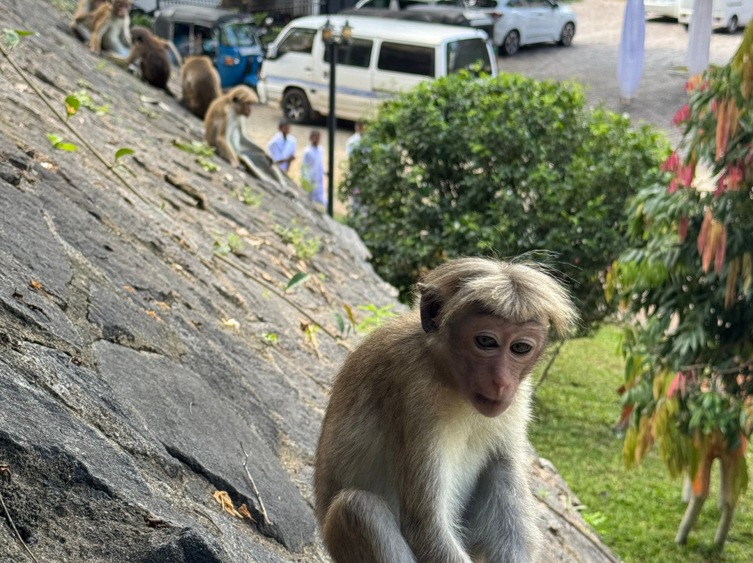 ChamiTours Hambantota-Hambantota必去景点