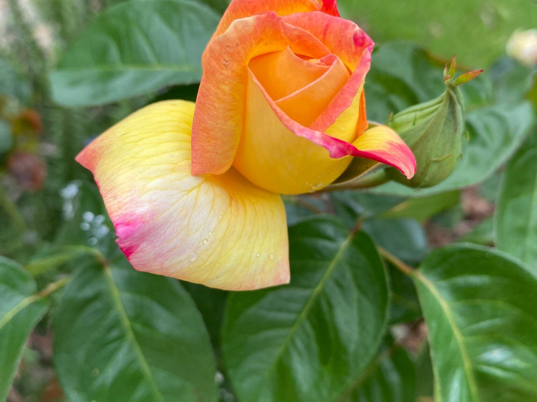 Orbost War Memorial Clock-Orbost必去景点