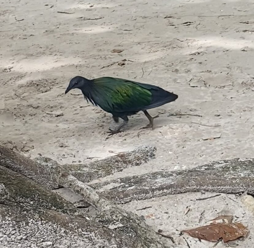 Check-In Andaman-斯米兰群岛必去景点