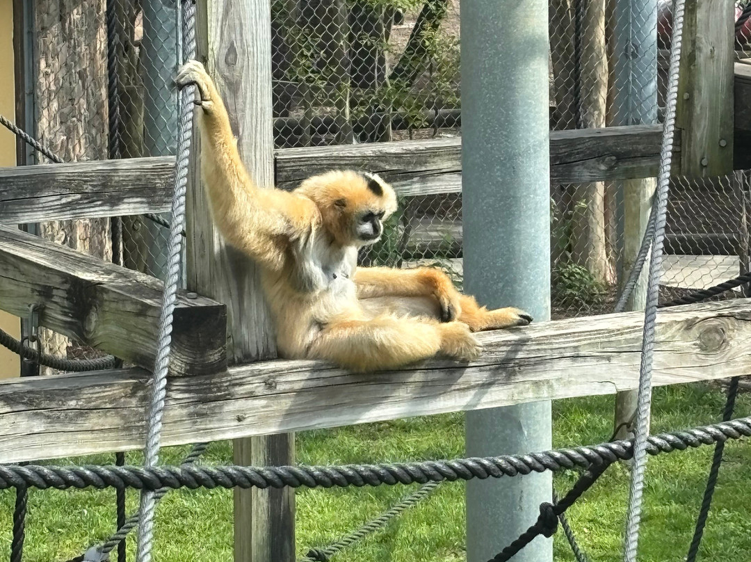 Chattanooga Zoo-查塔努加必去景点