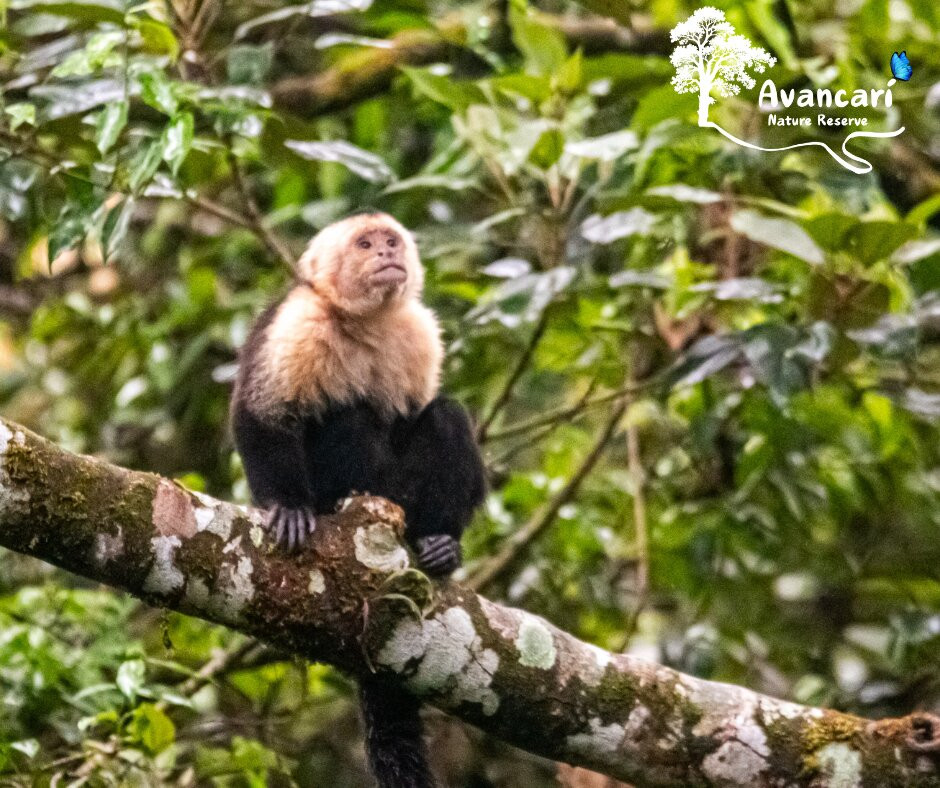 Avancarí Nature Reserve-蒙特沃德必去景点