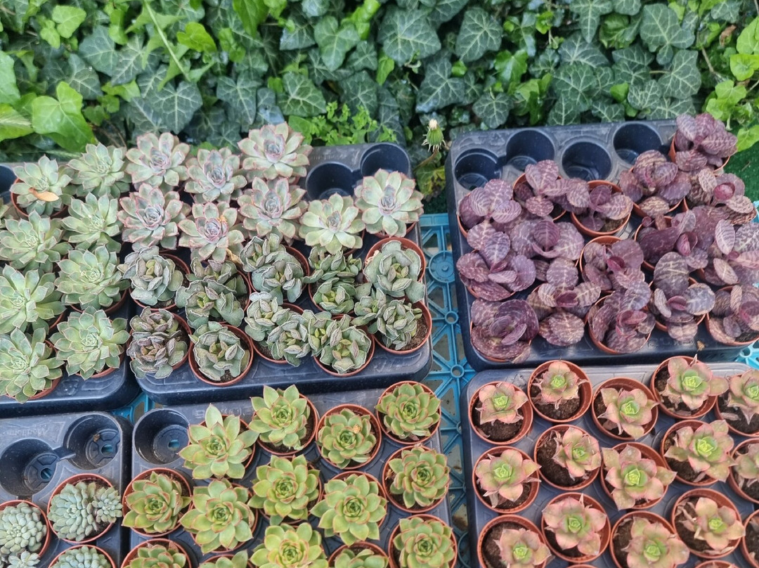 Meryem Ana Kilisesi-Midyat必去景点