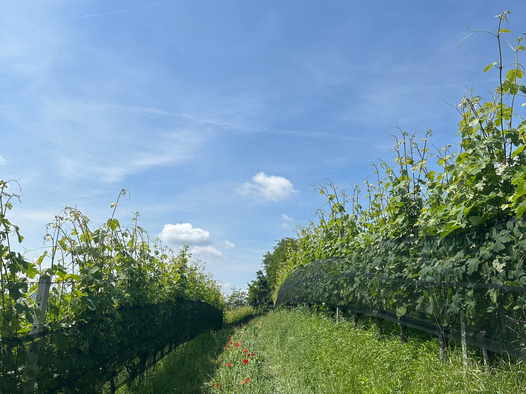 Azienda Agricola Cournaja-Santa Vittoria d'Alba必去景点