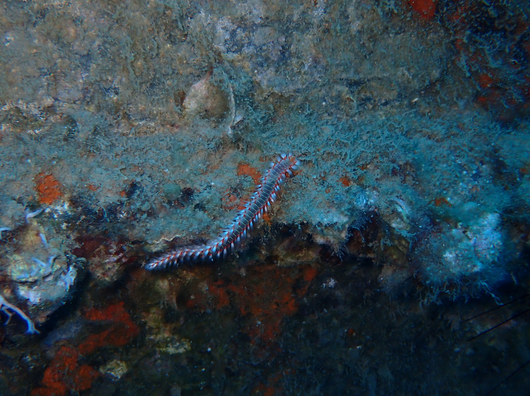 Scuba Side景点图片