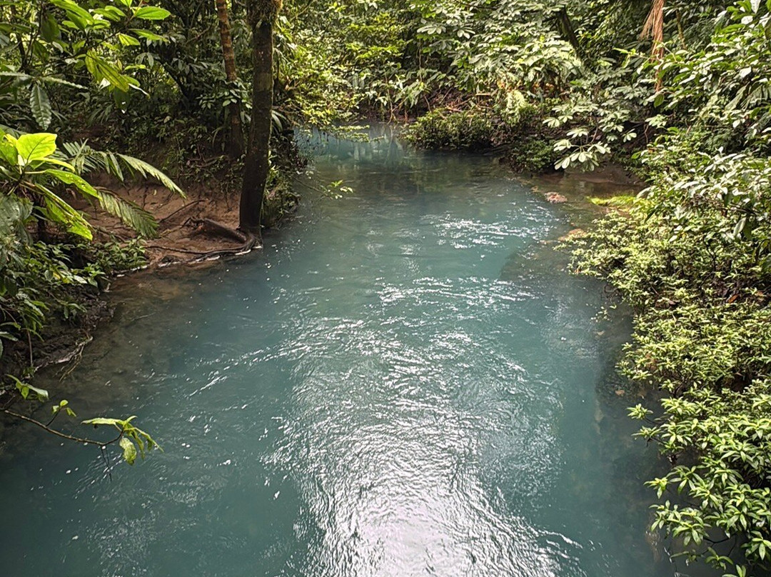 Sloth Watching Trail-福德圣卡洛斯必去景点