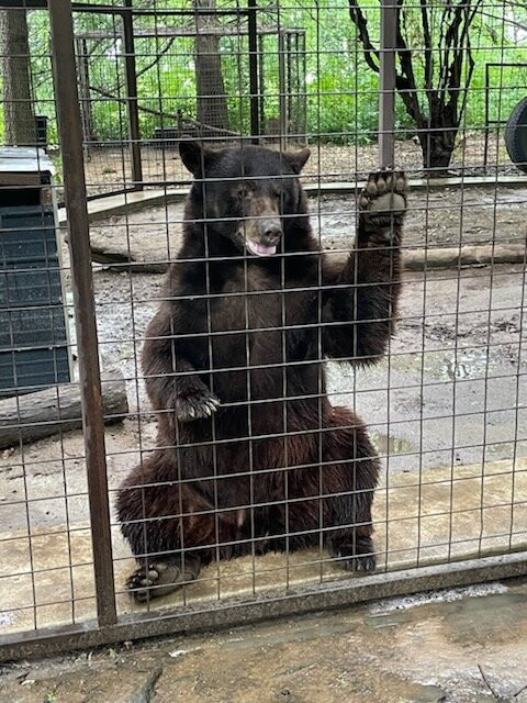Safari Zoological Park景点图片