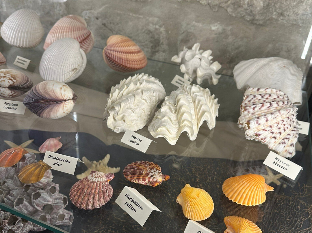 Shells Museum Malakoloski Muzej-玛卡沙必去景点