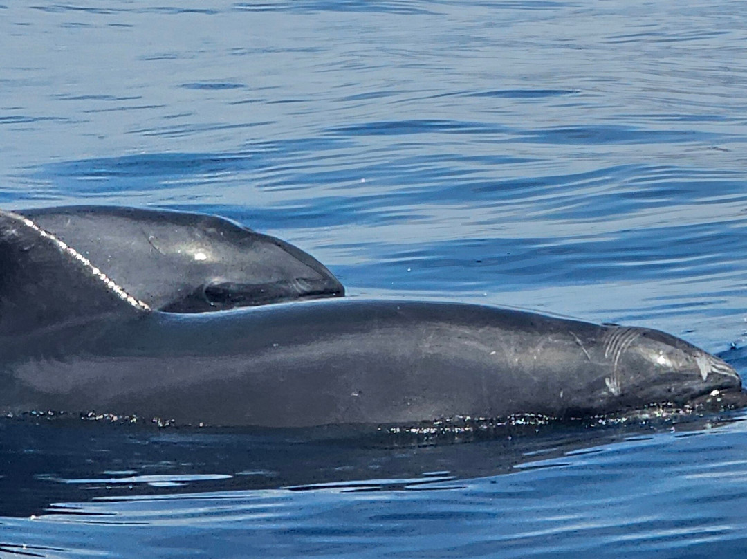 Mustang Benalmadena-班纳玛德纳必去景点