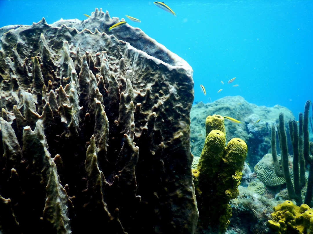 Basse-terre Plongée-Gourbeyre必去景点