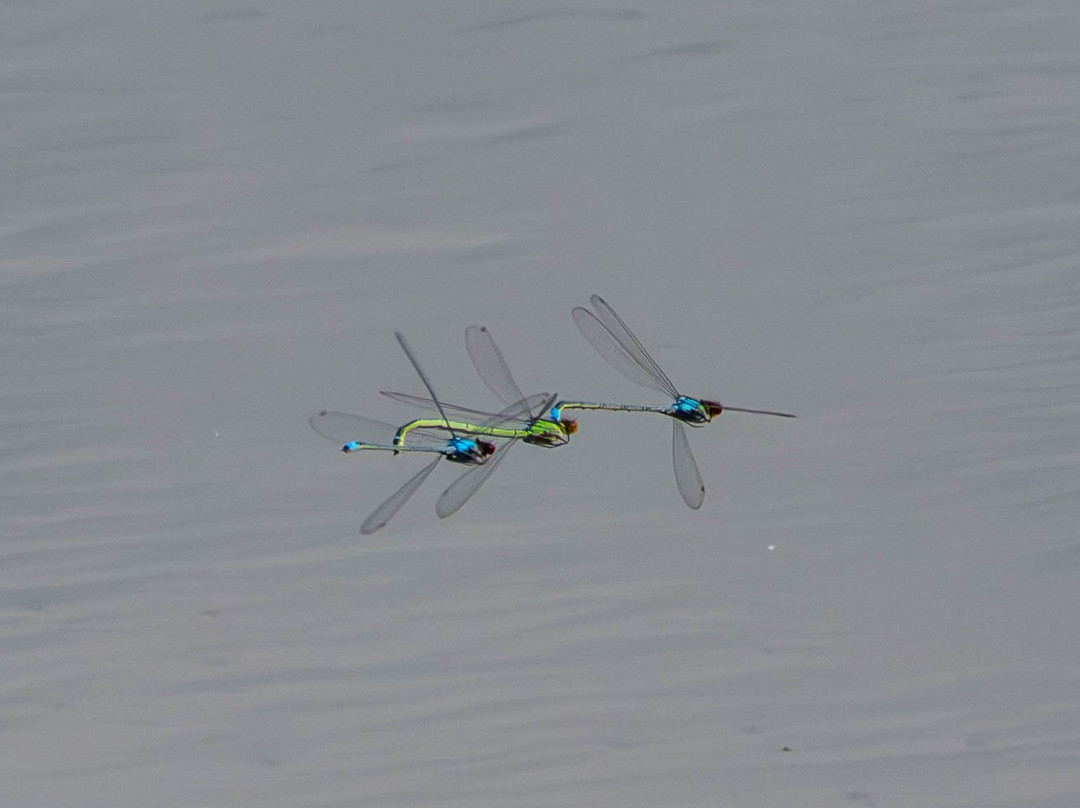 Brandon Marsh Nature Reserve-考文垂必去景点