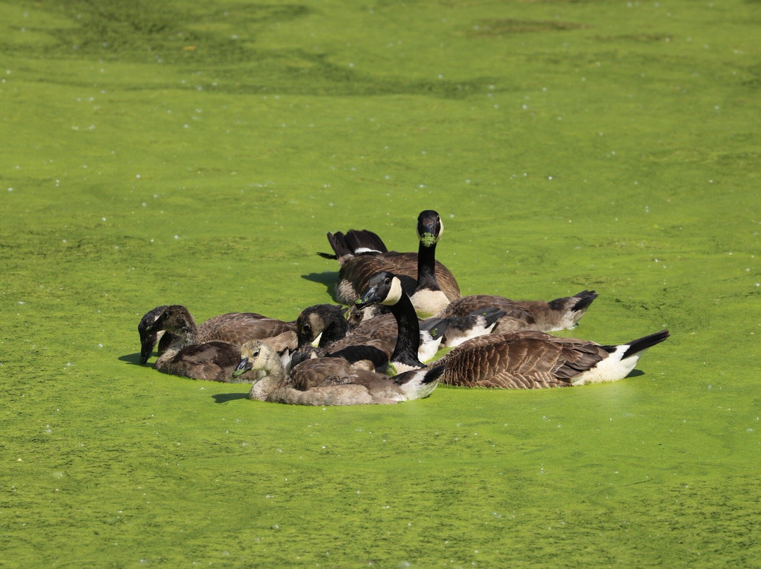 Barkhausen Waterfowl Preserve-Suamico必去景点