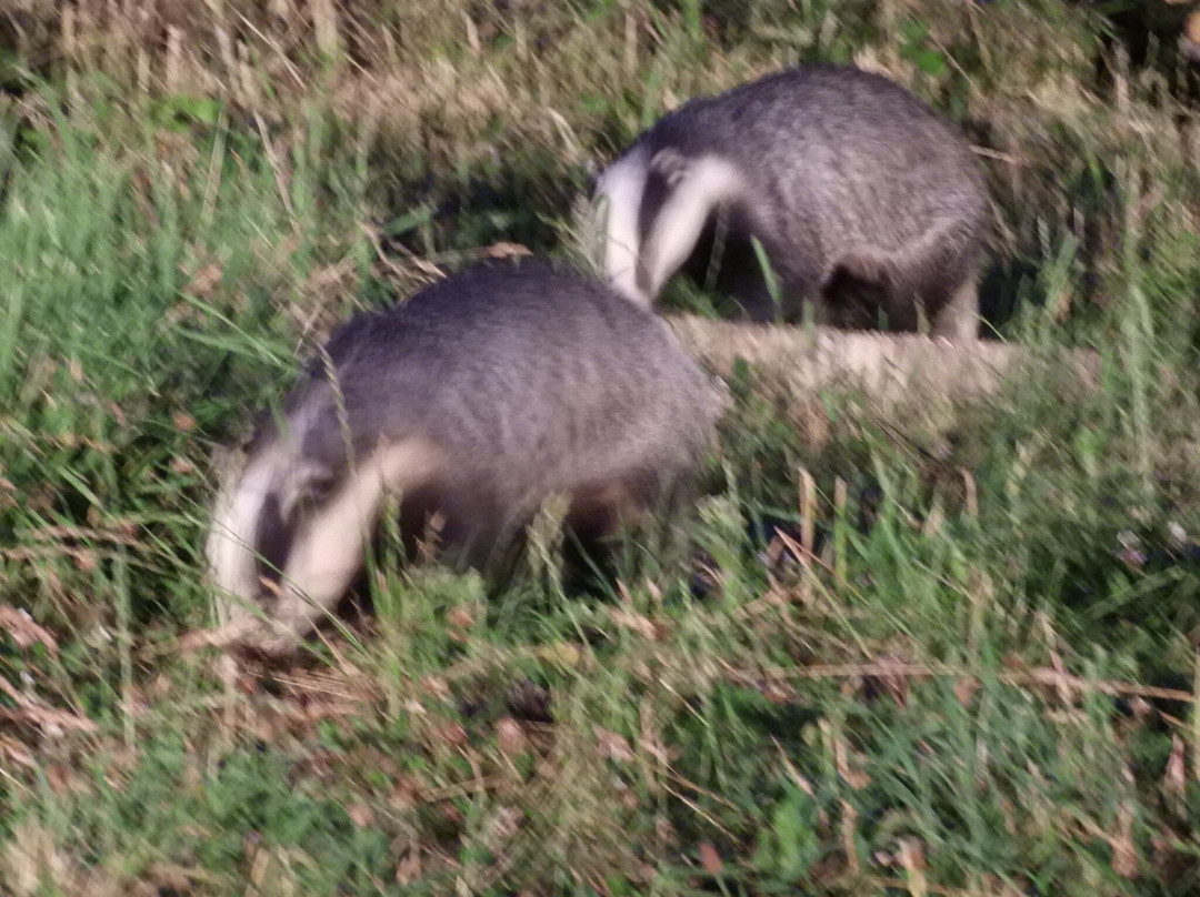 Badger Watch Dorset-Buckland Newton必去景点