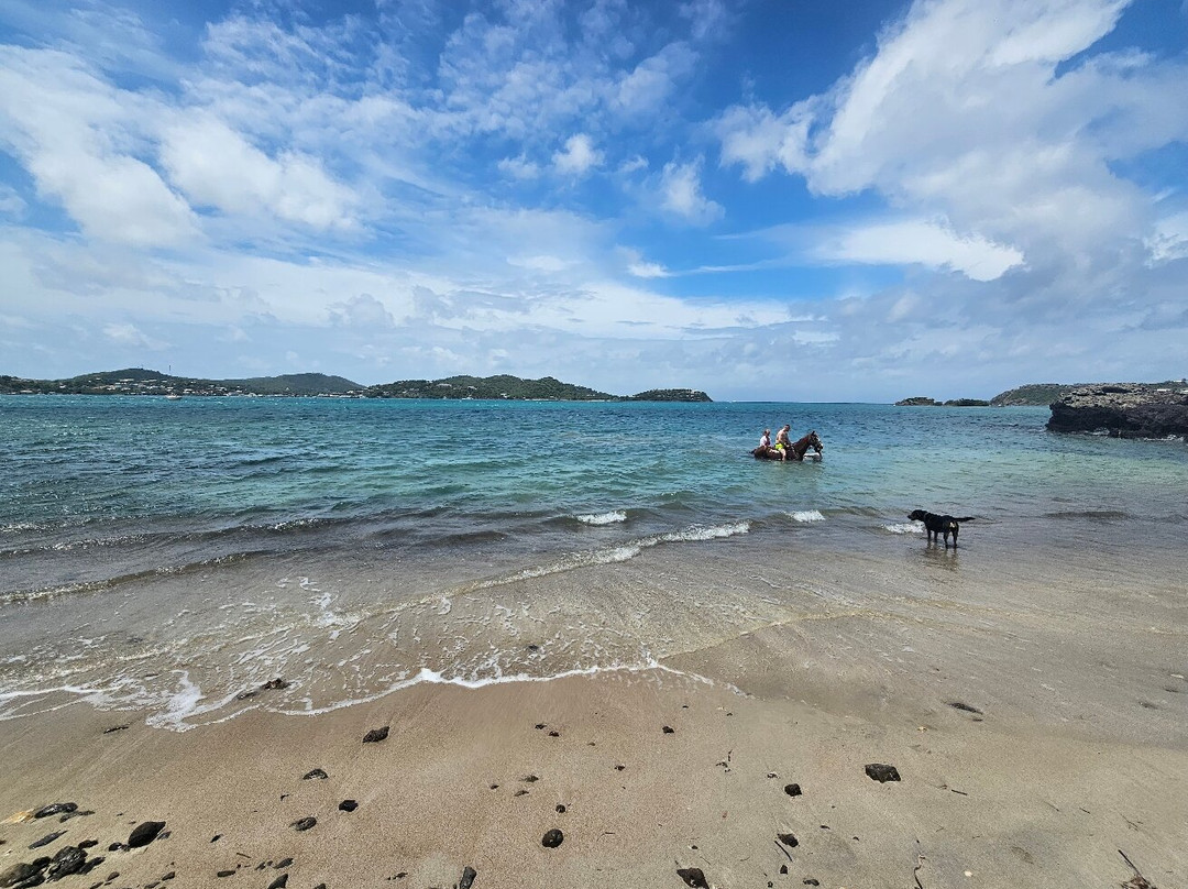 Antigua Equestrian Centre-Saint Paul Parish必去景点
