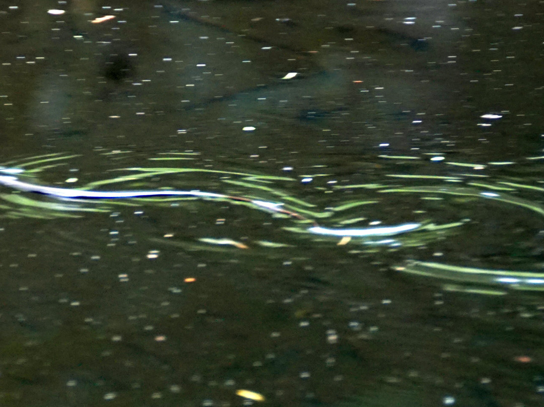 Obere Schleuse Kirnitschklamm-Hinterhermsdorf必去景点