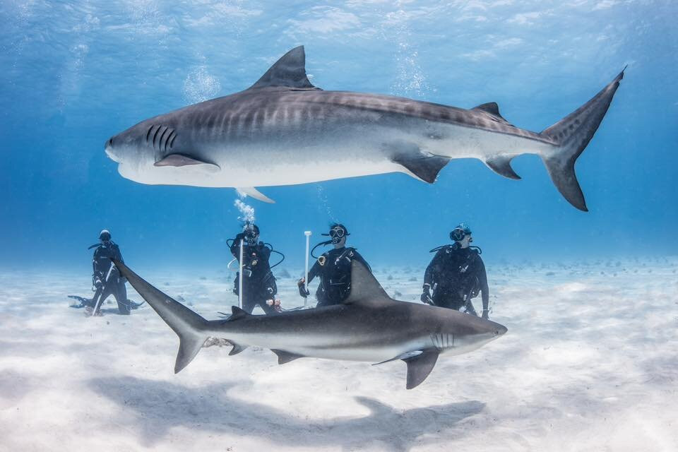 Epic Diving-West End必去景点