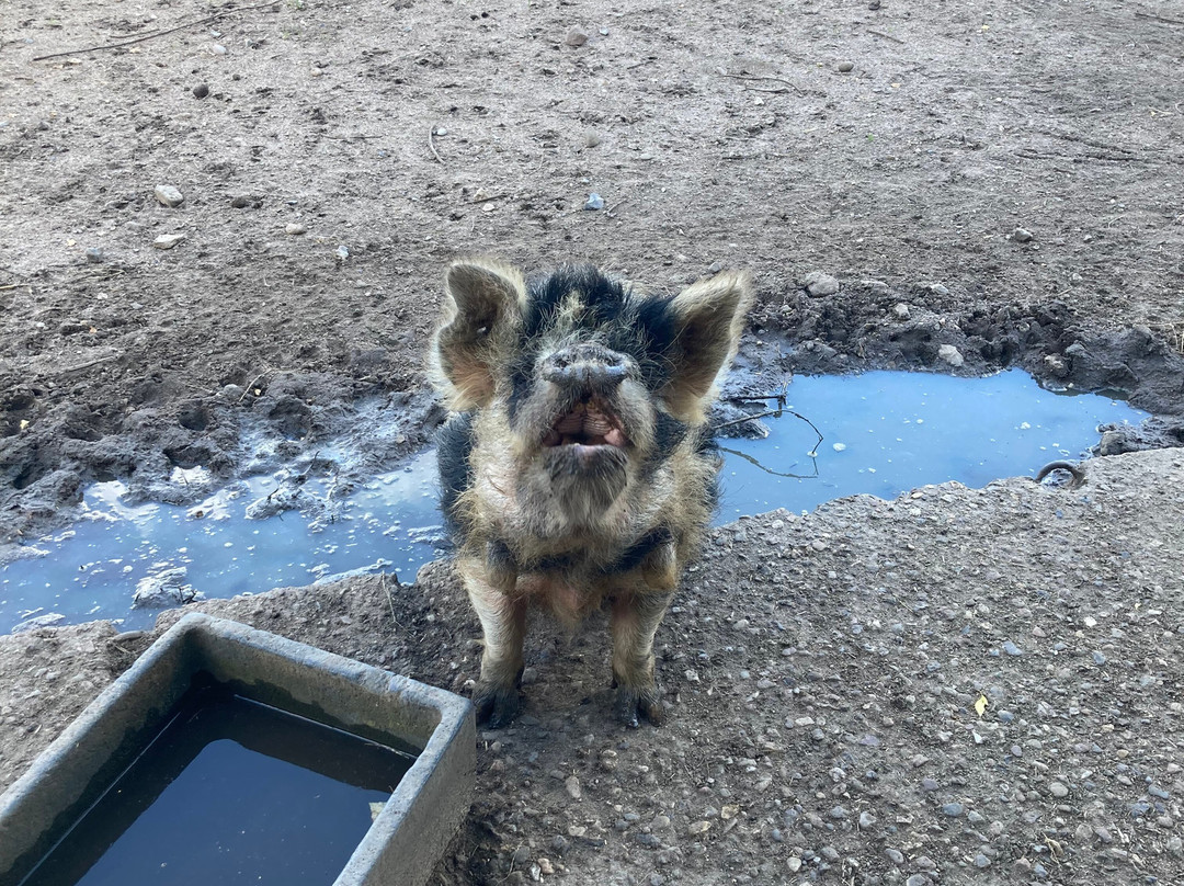 Arche Warder - Zentrum für seltene Nutztierrassen-Warder必去景点