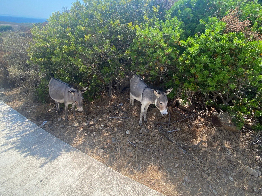 Wild Asinara Park-萨萨里省必去景点
