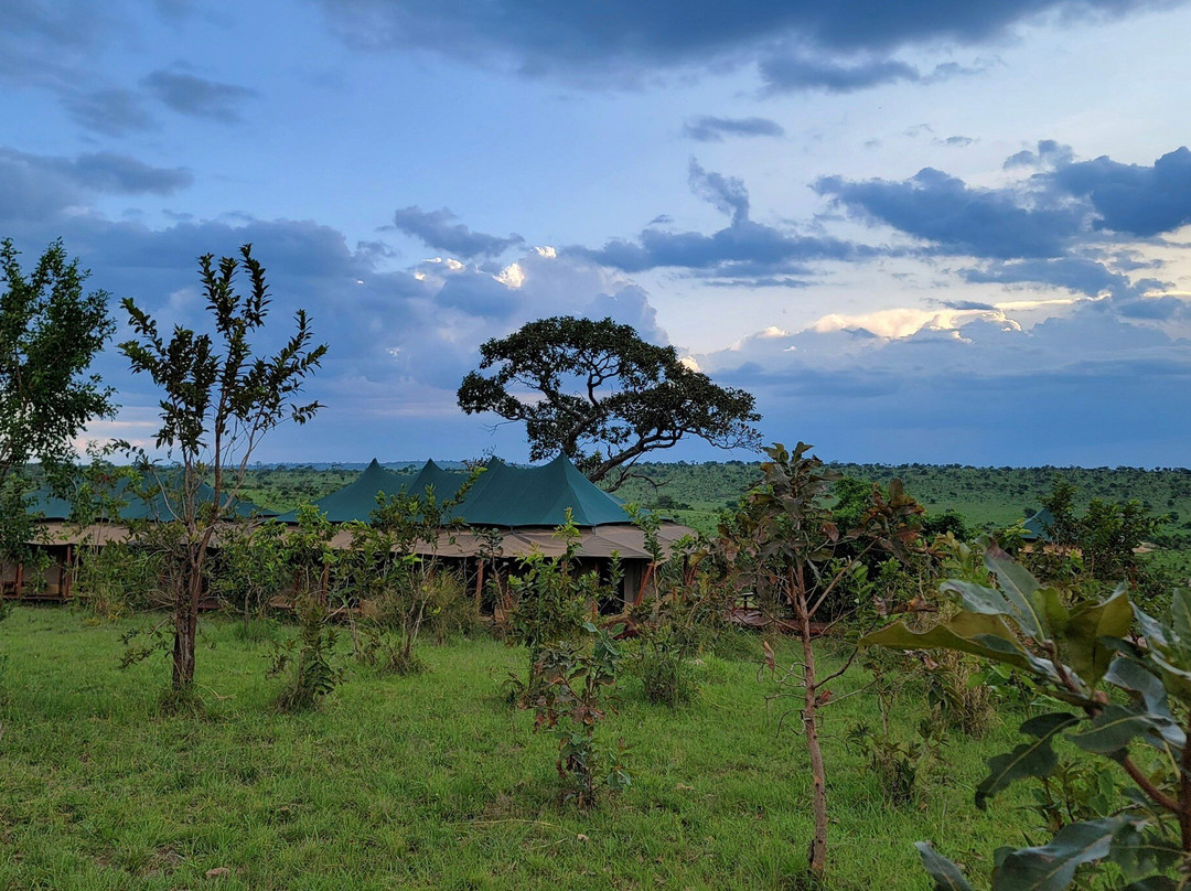 Carnivores Safaris Limited-阿鲁沙必去景点