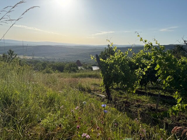 Crama Mircesti-Ungheni必去景点